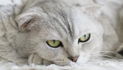 天赋多样性、英雄天赋平衡与资源循环——死亡骑士在“地心之战：午夜”中的必备要素